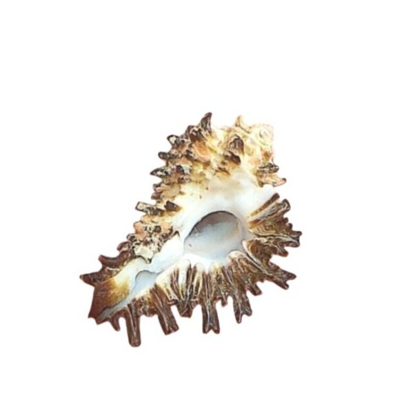 Rare Murex Secunda Lamarck India Specimen Collectors Shell GEM - Picture 2 of 4